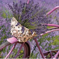 LAVENDER BICYCLE, Daisy