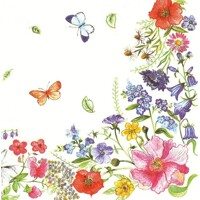 BLOSSOM BORDER, Daisy