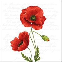PROUD POPPY, Ambiente