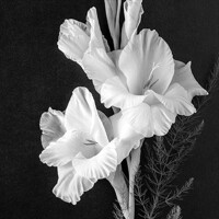 GLADIOLUS, Ambiente