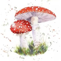 PAINTED FLY AGARIC, Ambiente