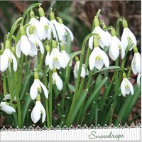 GALANTHUS, Ambiente