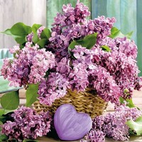 VIOLETTA, Nouvaeu