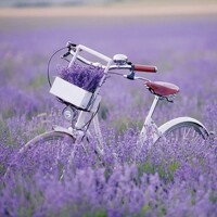 BIKE IN LAVENDER FIELD, Ambiente