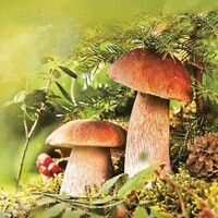 COUPLE OF BOLETUS, M