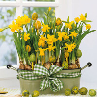 DAFFODILS 33x33, Ambiente