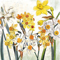 NARCISSUS, Ambiente