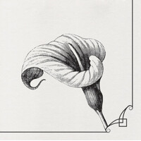 MEMORY FLOWER  40x40/50, PAW