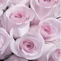 ABBY VINTAGE, Ambiente