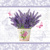 FLOWERING LAVENDER,Paw