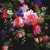  ROSES ON VELVET, Paw  