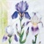 IRIS, Home Fashion