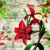 RED  AMARILLYS, Ambiente