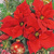 Servítky RED POINSETTIA , Ambiente