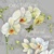  ORCHIDÉE,  NOUVEAU