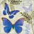  BLUE MORPHO, Ambiente