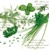 servítky Green Herbs, Nouveau