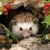 HEDGEHOG, Ambiente