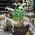 SNOWDROPS IN BASKET, Ambiente
