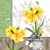 SUNNY SPRING, Ambiente