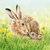 HARE FAMILY, Ambiente