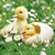  NEWBORN CHICKS, Ambiente