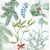 AMARYLLIS  40x40 Linclass,  Mank