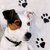  JACK RUSSEL, Ambiente
