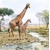 GIRAFFES, Ambiente