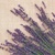  BUNCH OF CUP FLOWER ON CANVAS, Paw