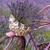 LAVENDER BICYCLE, Daisy