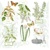 FRESH HERBS, Sovie Horeca