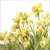DOLDEN DAFFODILS, Ambiente