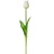 tulipány