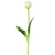 tulipány