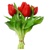 tulipány