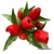 tulipány