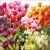 25x25 TULIPS,Ambiente