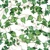 GREEN IVY BRANCHES, Ti-Flair