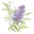 LILAC white, Ambiente