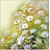 FACING THE SUN, Ambiente