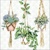  HANGING PLANTS, Ambiente