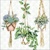 HANGING PLANTS, Ambiente