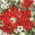 POINSETTIA ALL OVER, Ambiente