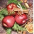 25x25 WINTER APPLES, Ambiente