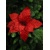 Červená poinsettia 28cm