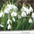 GALANTHUS, Ambiente