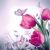 BUTTERFLY & TULIPS, Ambiente