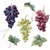  WINE GRAPES, Ambiente