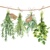 FRESH HERBS, Ambiente